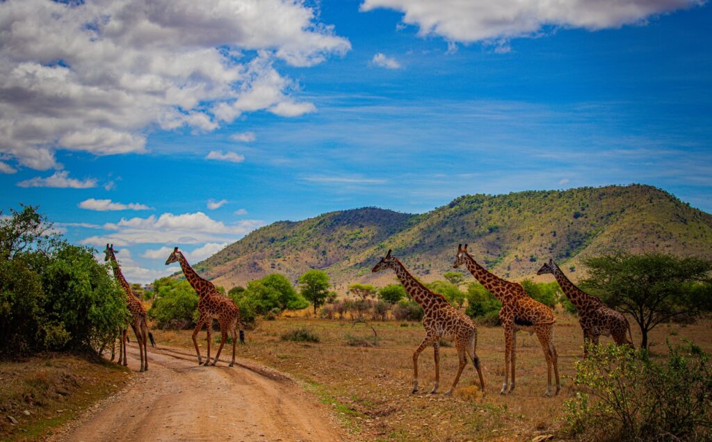 A group of giraffes crossing a dirt road