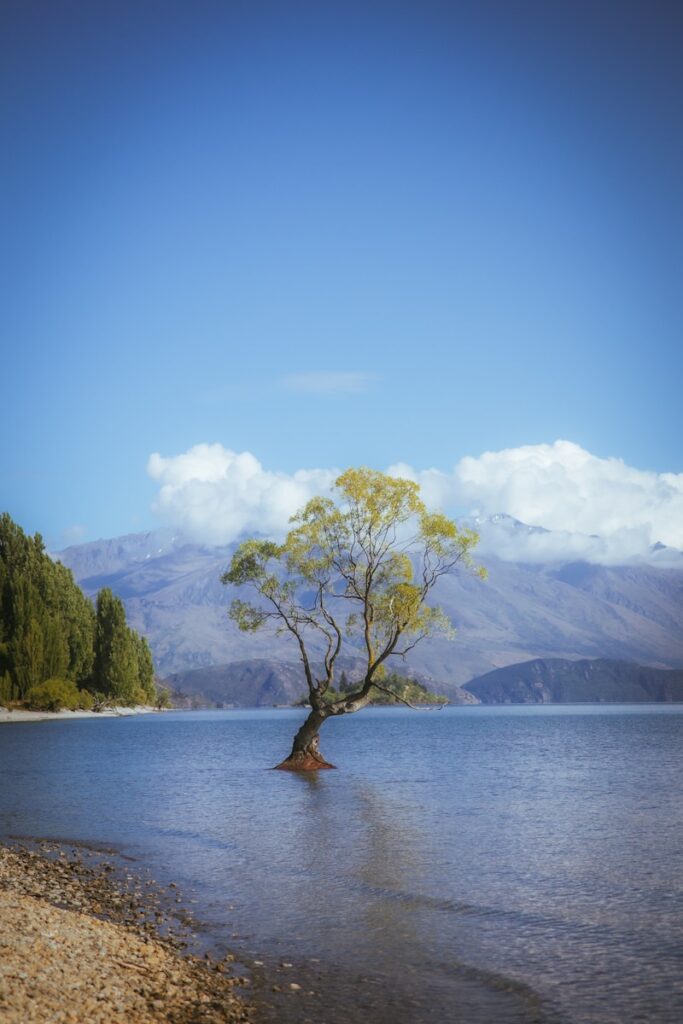 A lone tree in the middle of a lake