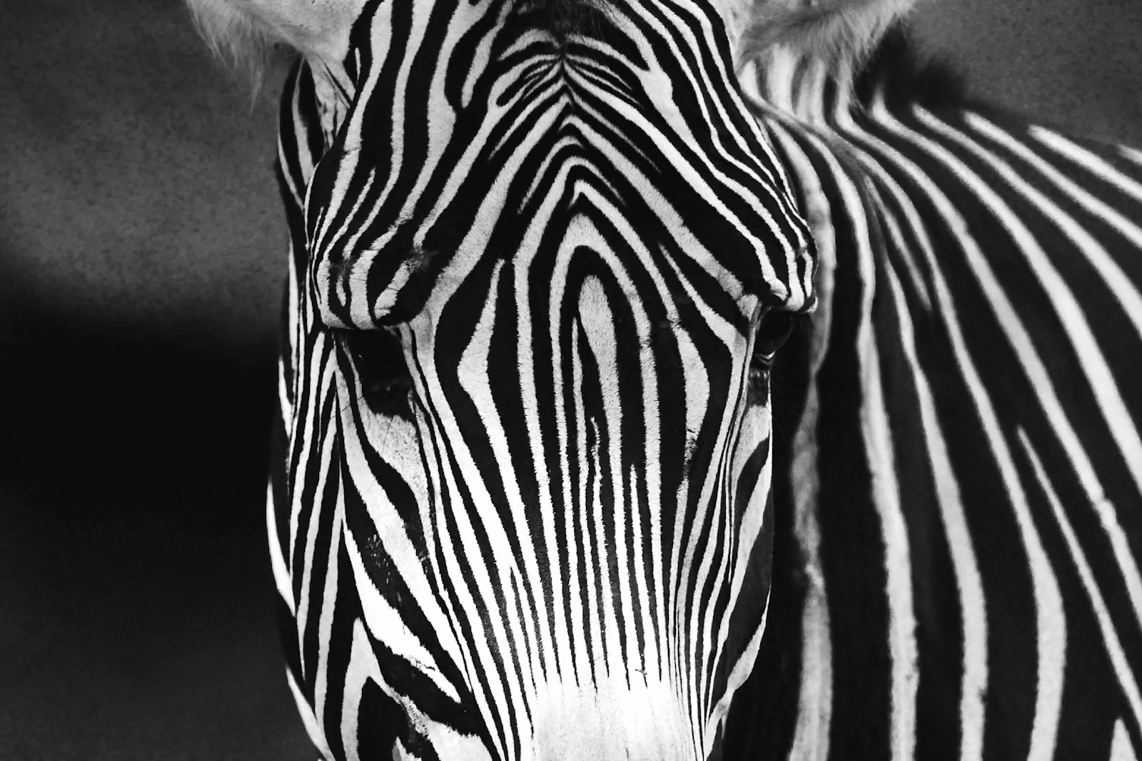 a zebra is standing